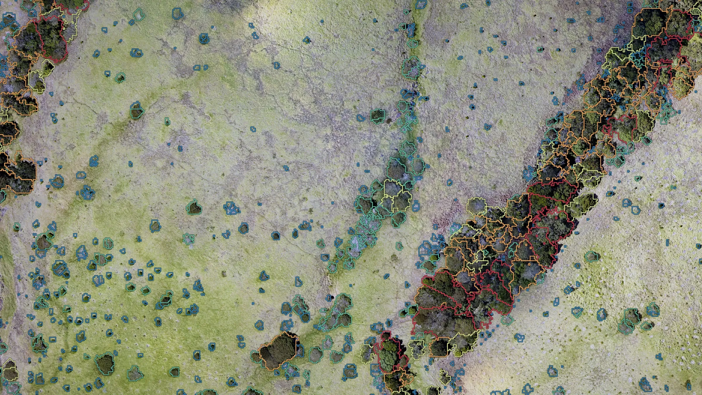 Tree crowns outlined from drone LiDAR and colored by height class over the orthomosaic, Kohala slopes.