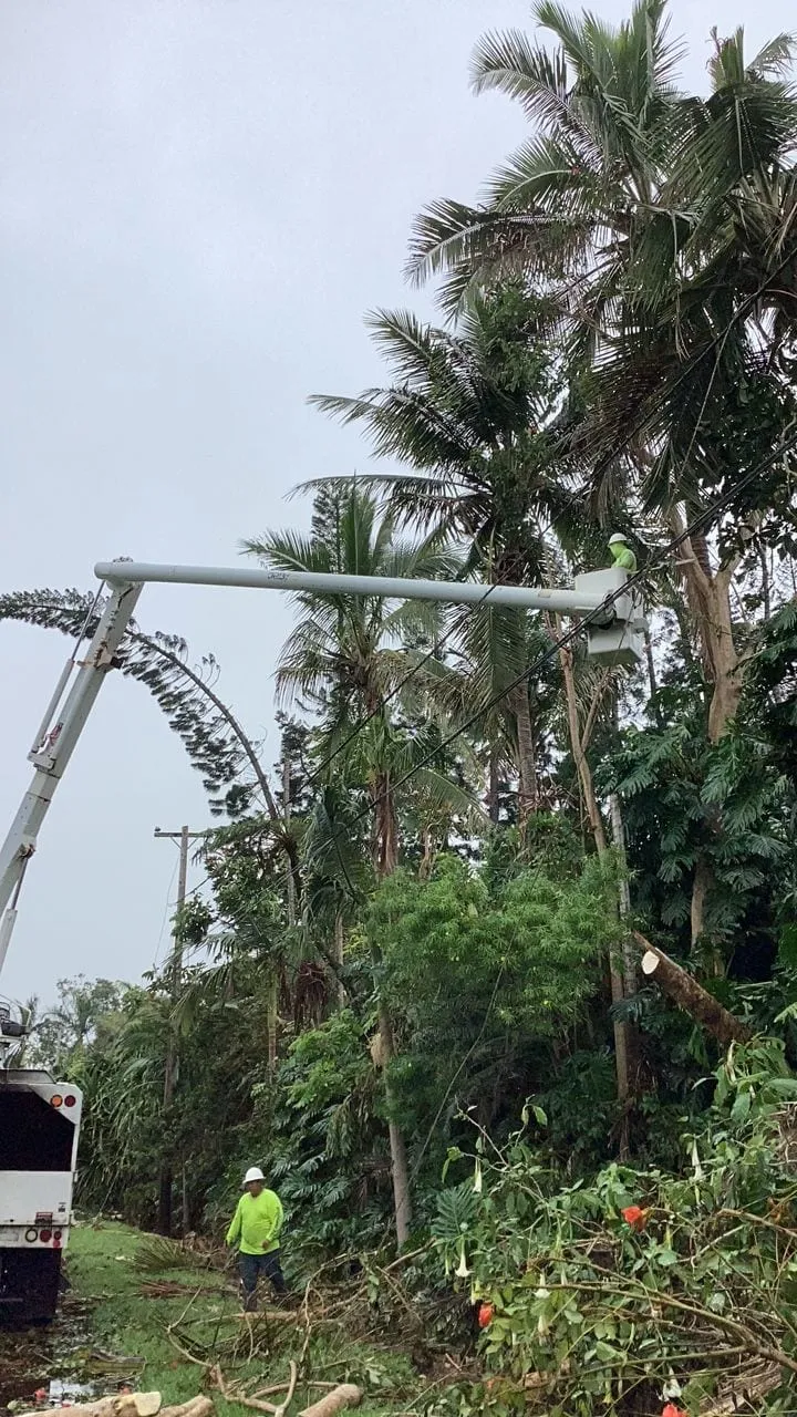 A bucket boom raised into palms after the storm, a crew member in high visibility clothing on the ground below.
