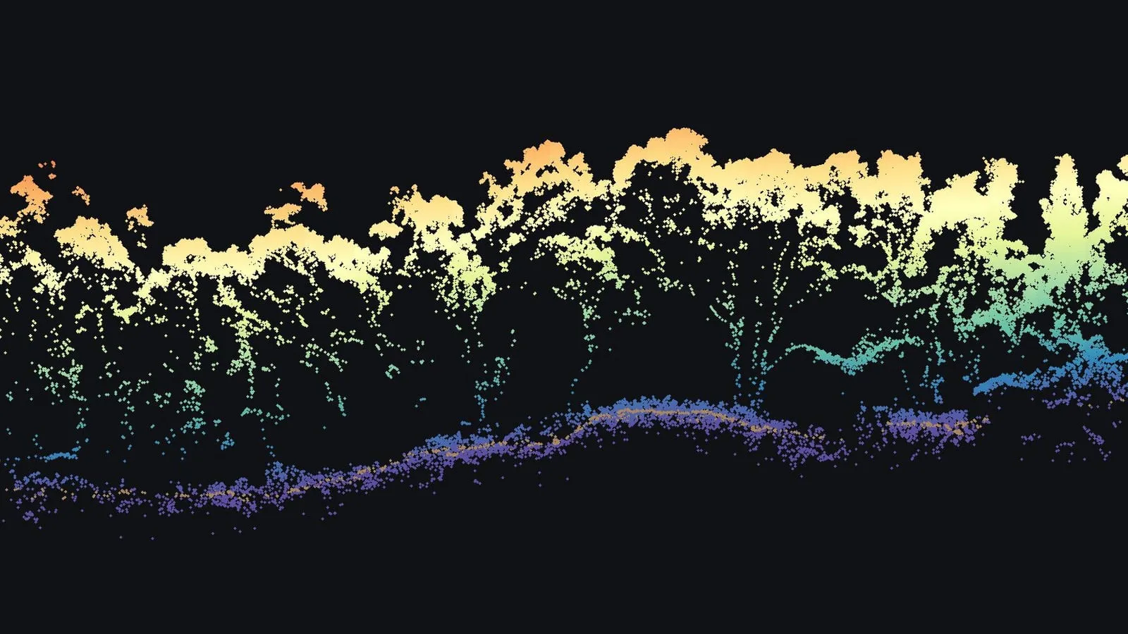 A slice 2 m wide through the drone LiDAR of the Volcano forest: ground returns in purple running along the bottom, thin trunks rising from them in blue and green, and the crowns in pale yellow and orange at the top.