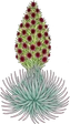 Hawaii Mapping logo