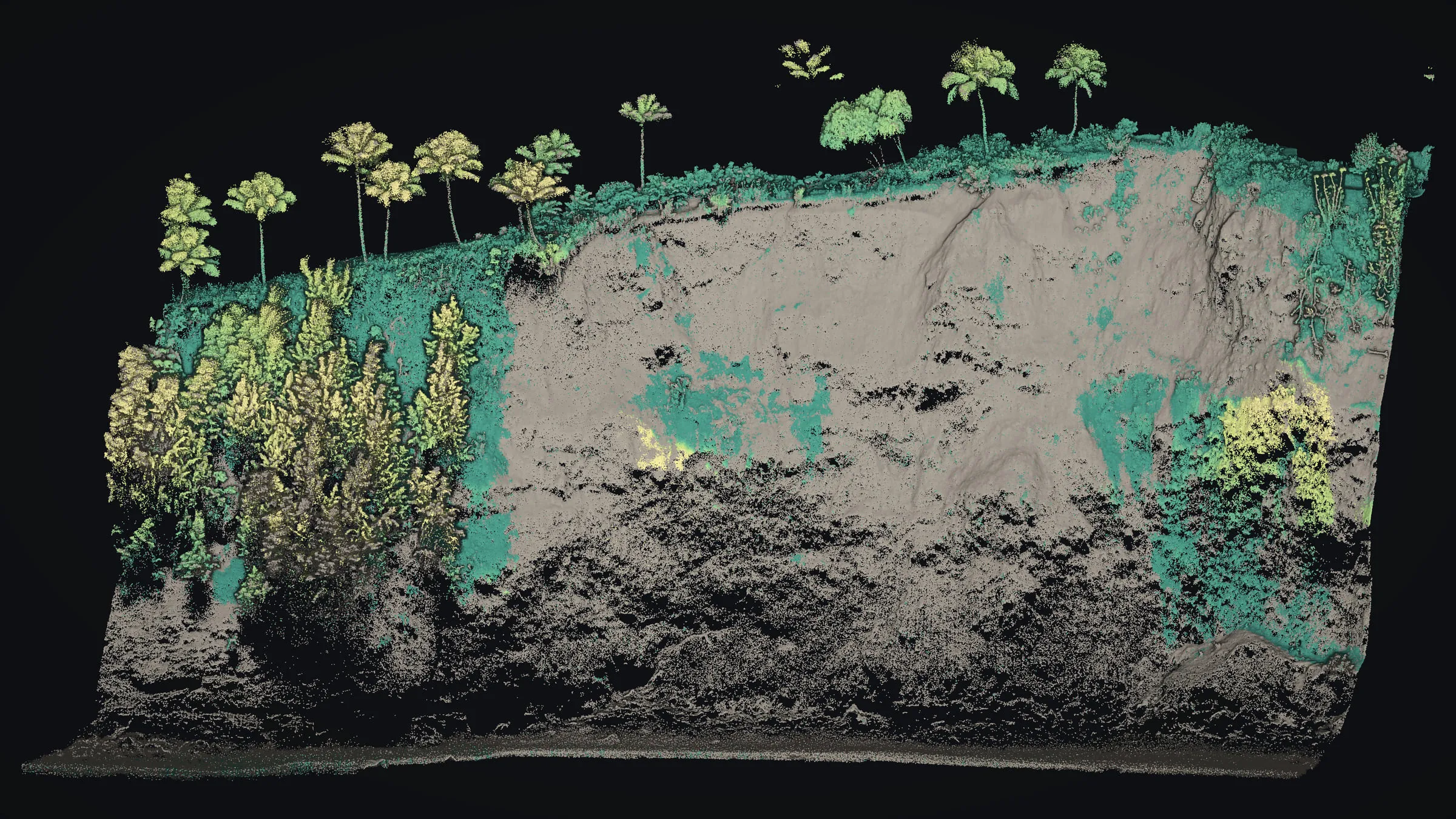 Drone LiDAR of a Big Island sea cliff from the water, plants on the face colored by height and palms along the top edge.