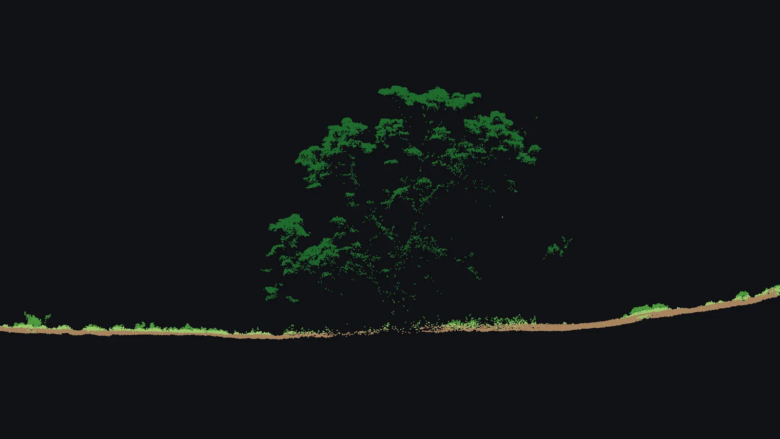 A 2 m wide slice through the Kēōkea point cloud: the ground line in tan, low scrub in light green and one spreading tree in dark green.