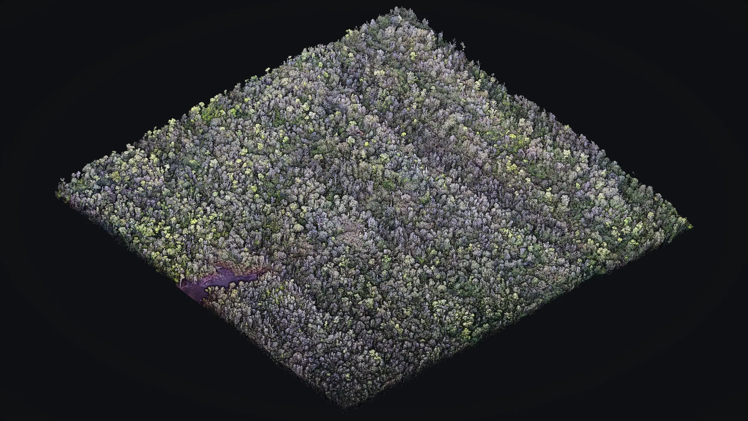 The Mountain View lot as a drone LiDAR point cloud in true color, a closed forest canopy from edge to edge.