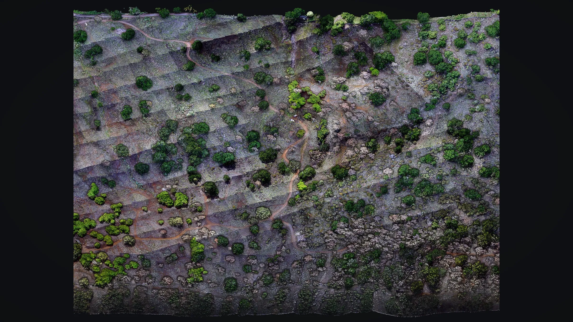The Kēōkea site in Kula as a drone LiDAR point cloud in true color, looking across the slope: red dirt tracks, dry grass and dark green trees scattered over the gullies.