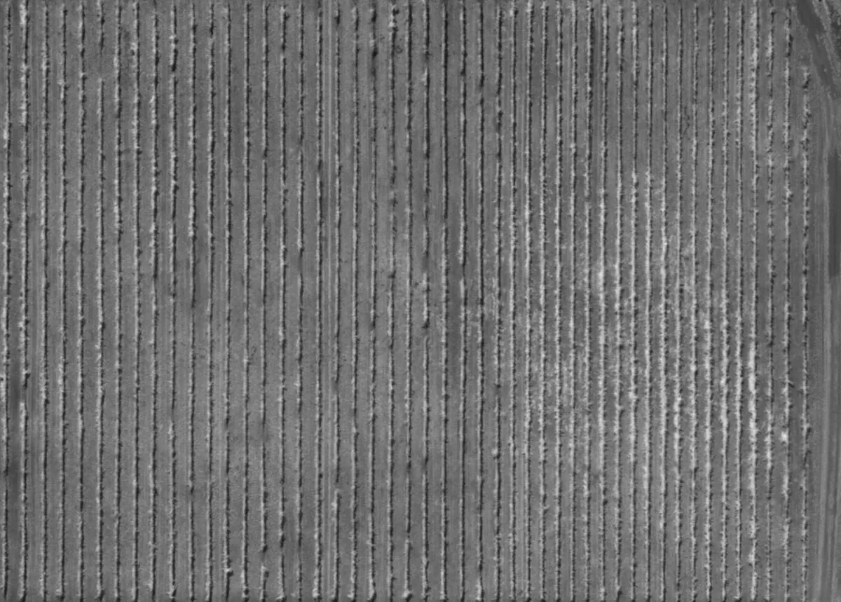 Near-infrared band imagery of vegetation.