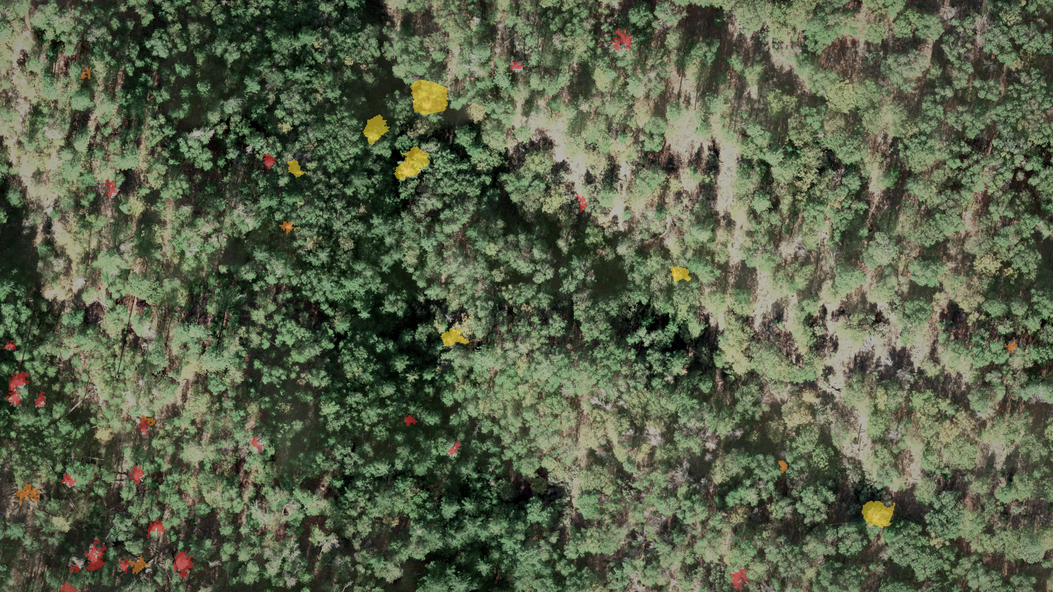 An aerial photograph of forest with only the trees in trouble marked: yellow declining, orange dieback and red dead crowns scattered through green canopy.