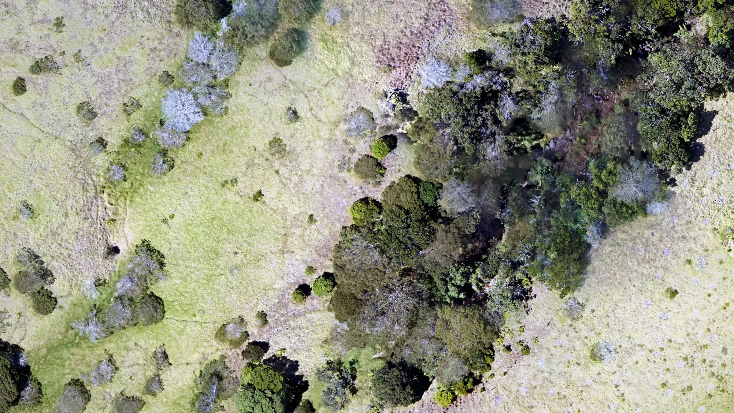 Drone orthomosaic detail of native dryland forest against open pasture at Koaiʻa, single trees readable.