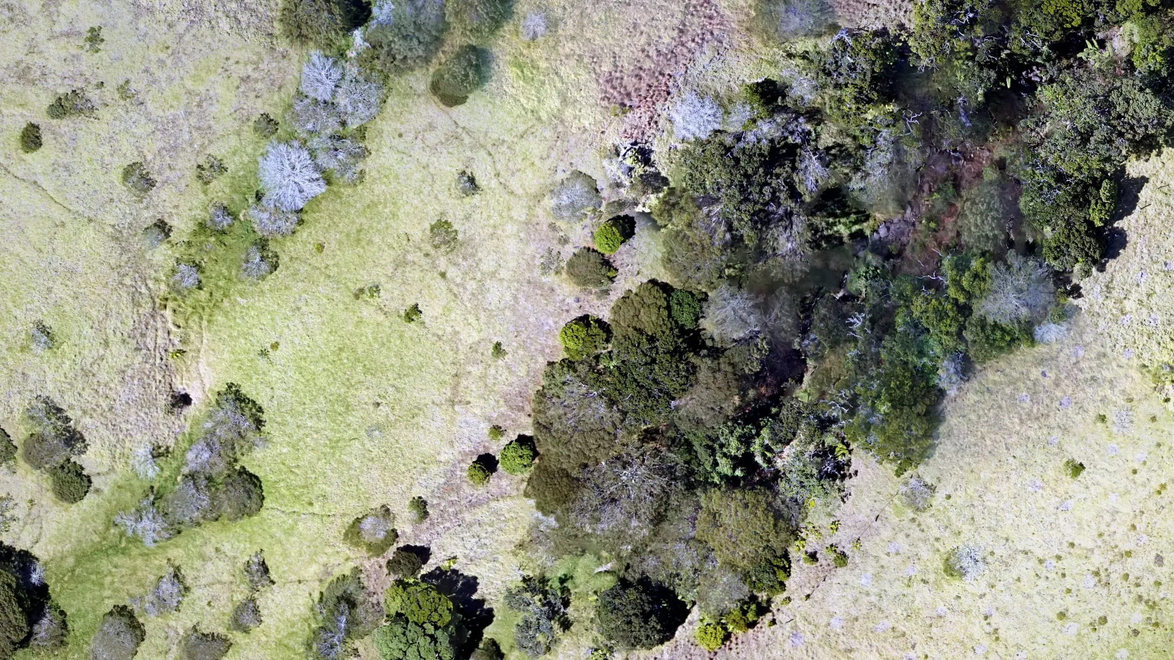 Drone orthomosaic of native dryland forest meeting open pasture on the Kohala slopes of Hawaiʻi Island, with single trees readable.