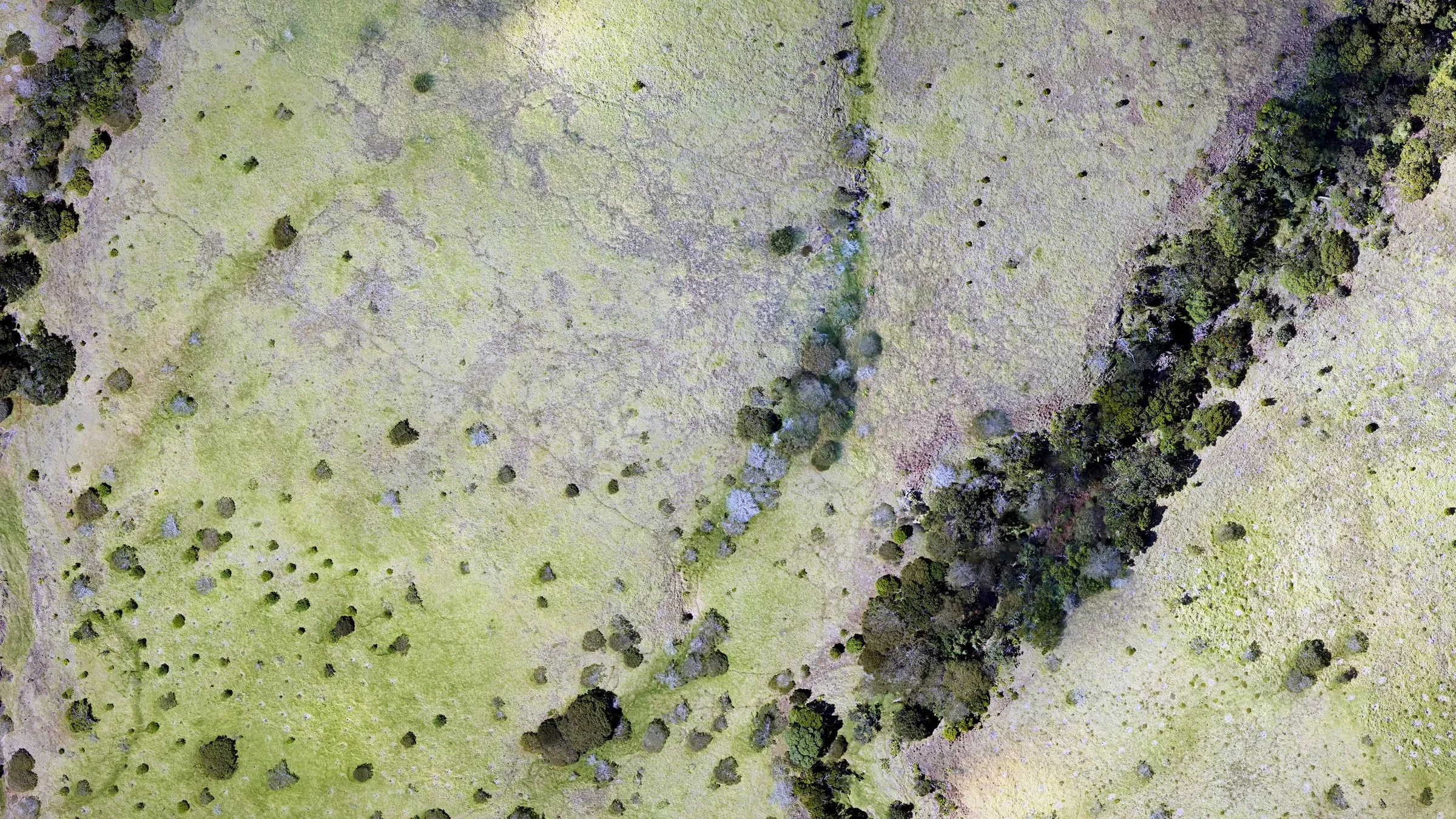 Drone orthomosaic at stand scale, with individual trees readable across open pasture, Hawaiʻi Island.