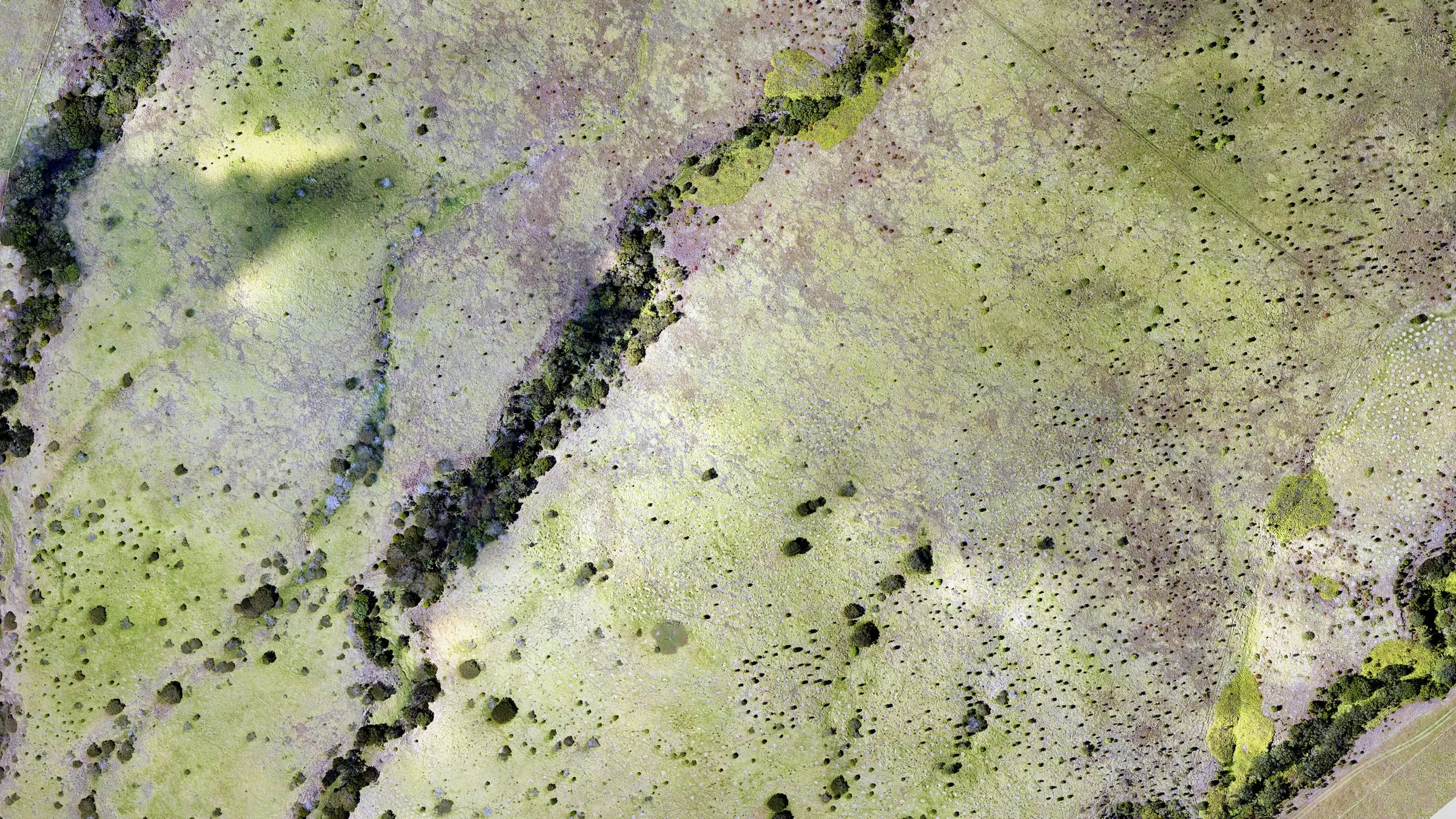 Drone orthomosaic of dryland pasture and a wooded gulch on the Kohala slopes, Hawaiʻi Island.