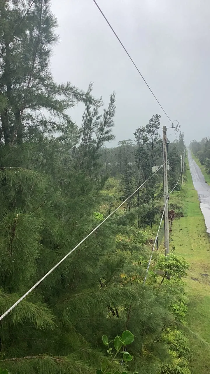 After the work: the same roadside line once the crew had trimmed the trees back from the wire.