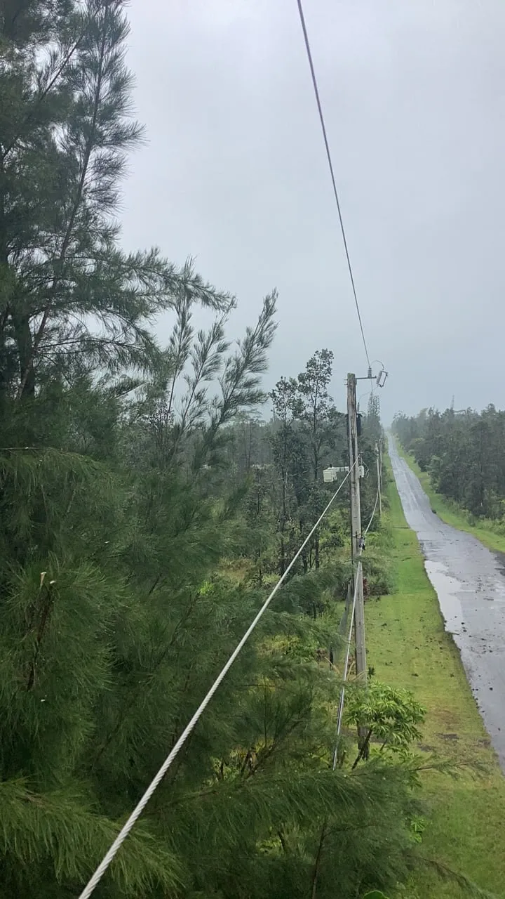 Before the work: ironwood trees grown up beside a power line along a wet rural road, seen from above the treetops.