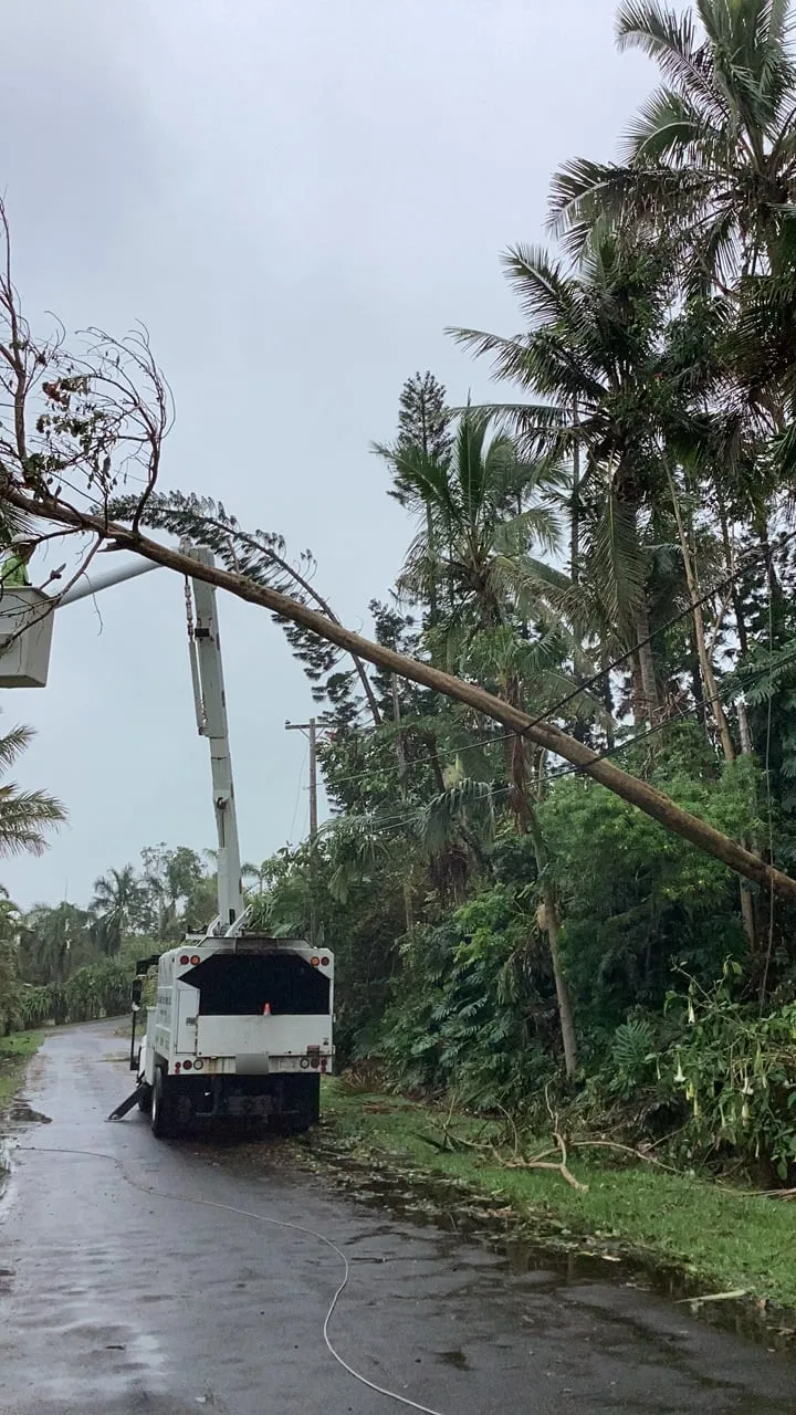 A tree broken across the power lines above a wet rural road, with a Big Island Tree Service bucket truck working beneath it in the rain.