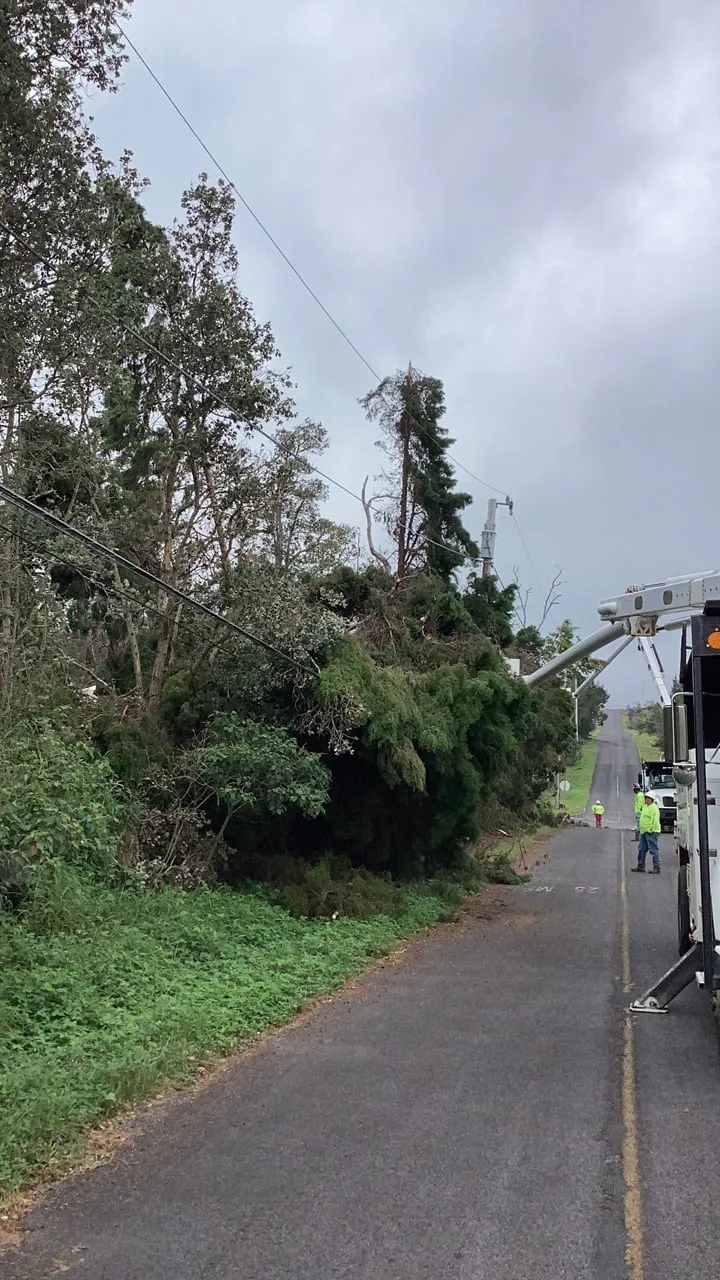 A tree fallen onto the lines beside a rural road under grey skies, with crew members in high visibility clothing and bucket trucks farther down the road.
