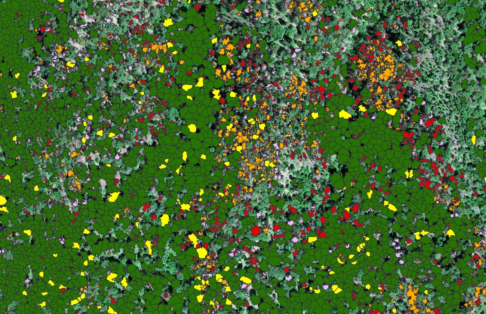 Individual tree canopy crowns segmented and colored by condition.