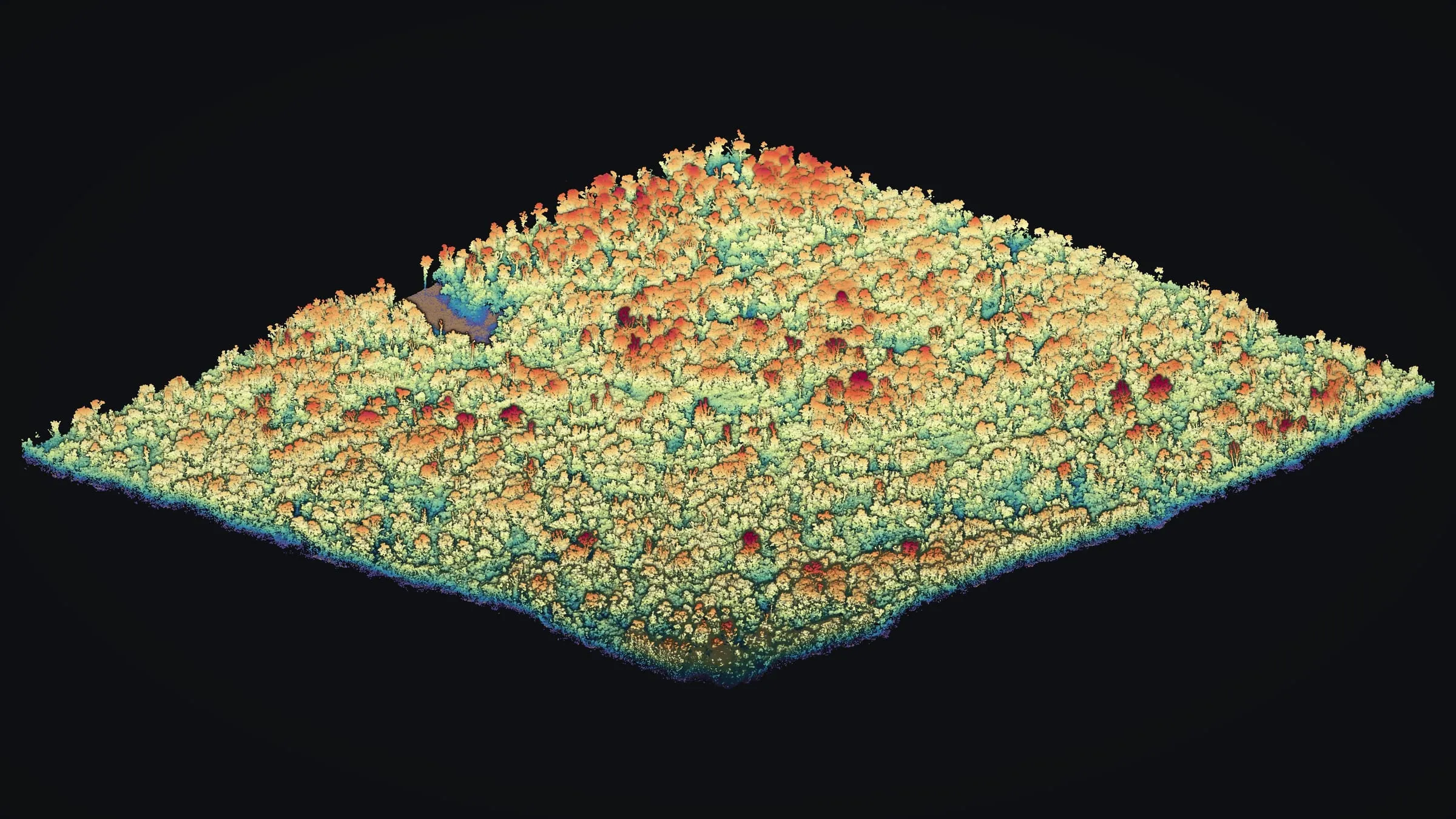 The Mountain View forest in 3D from a low corner, every return colored by its height above the ground.