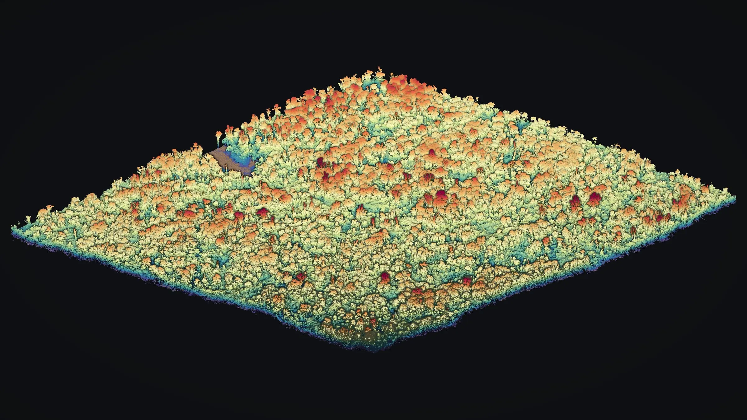 Drone LiDAR point cloud of a forested lot in Mountain View, Hawaiʻi Island, seen in 3D with the trees colored by height above the ground, the tallest in red.