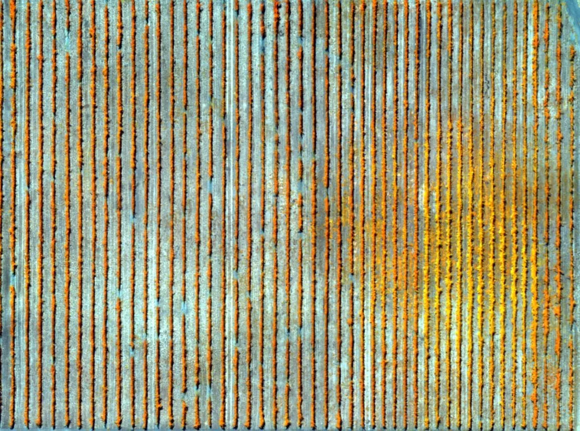 Multispectral weed and species detection map.